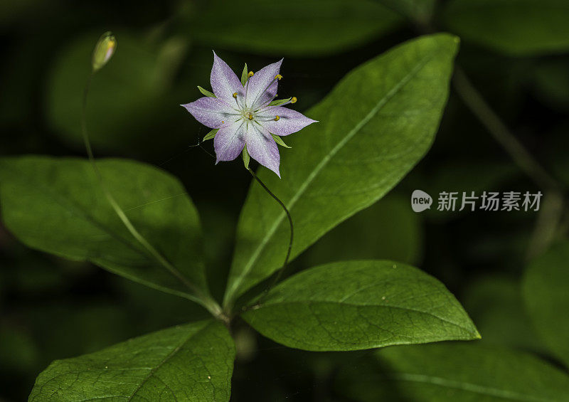 报春花(Lysimachia latifolia)是报春花科(Primulaceae)报春花属(Trientalis latifolia)的一种。太平洋星花是一种低矮的多年生植物(5 - 30厘米(2.0 - 12英寸))，叶长2.5 - 9厘米(0.98 - 3.5英寸)